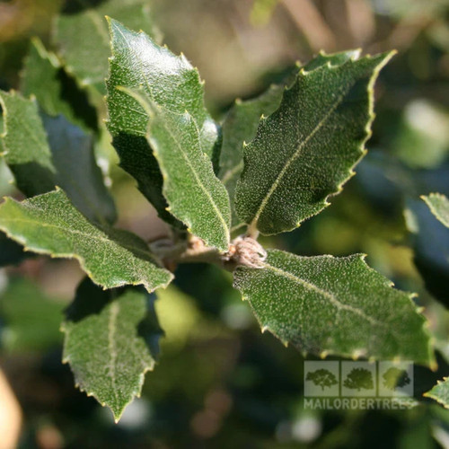 Quercus ilex evergreen - quercus,
