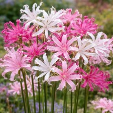 10 x Nerine Pink and White