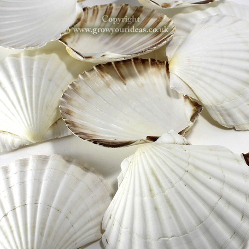 Extra large atlantic - large,