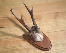 Vintage Roe Deer Antlers Horns