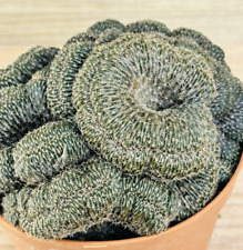 Lobivia stern von f.crestata ,  pot 10 cm   (Cod.G0047 )