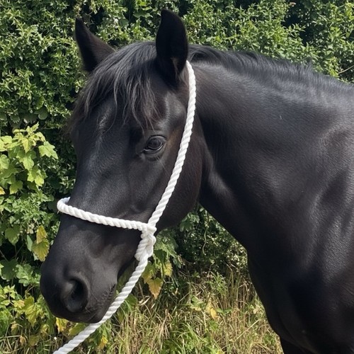 White rope halter hand - rope,