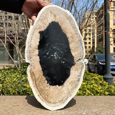 4.6LB - Natural Petrified Wood