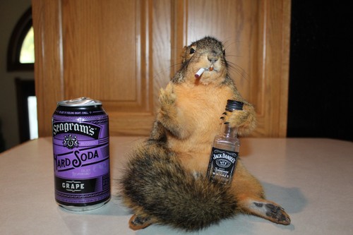 Taxidermy naughty squirrel - taxidermy,