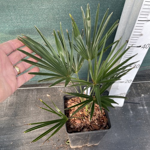Trachycarpus wagnerianus