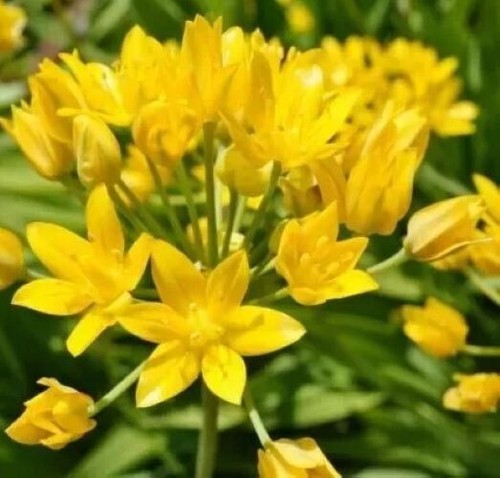 Allium moly flower bulbs - 20,