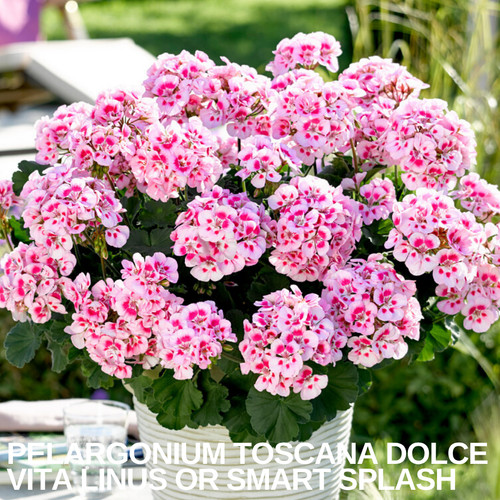 Large plants garden ready - large,