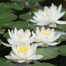 Nymphaea "Albida" Water Lily