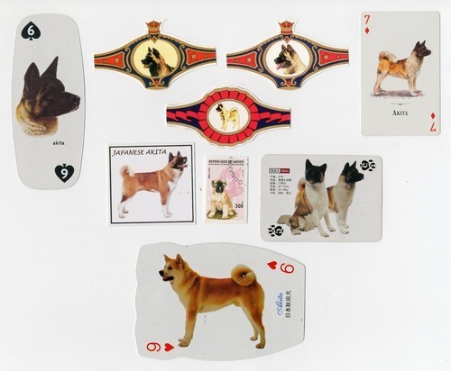 Akita dog collection - dog, of