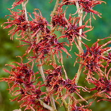 Hamamelis Feuerzauber Witch