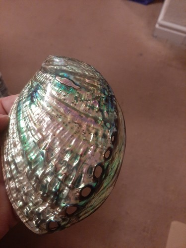 Abalone double side shell - side,