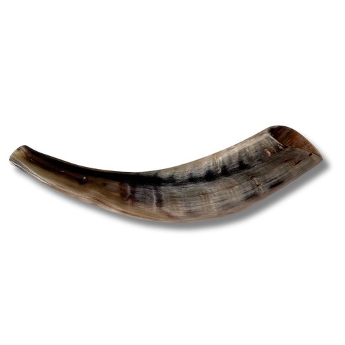 Kosher polished ram horn - kosher,