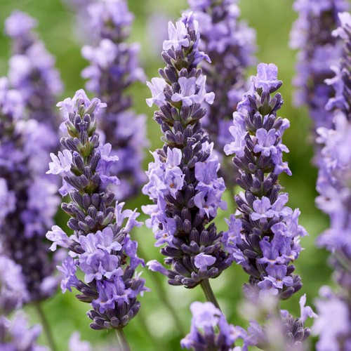 Pair lavender intermedia - pair,