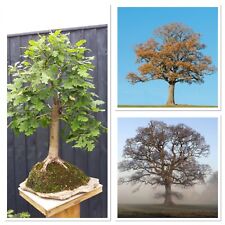 Sessile Oak tree! Starter bonsai tree! 3/4 years old. Hardy outdoor tree
