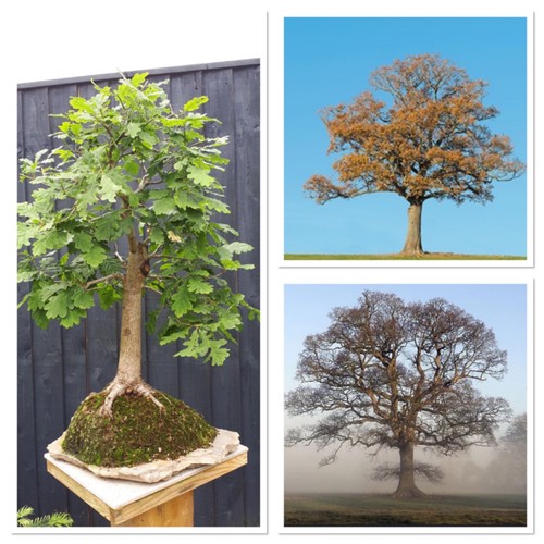 Sessile oak tree starter - oak,