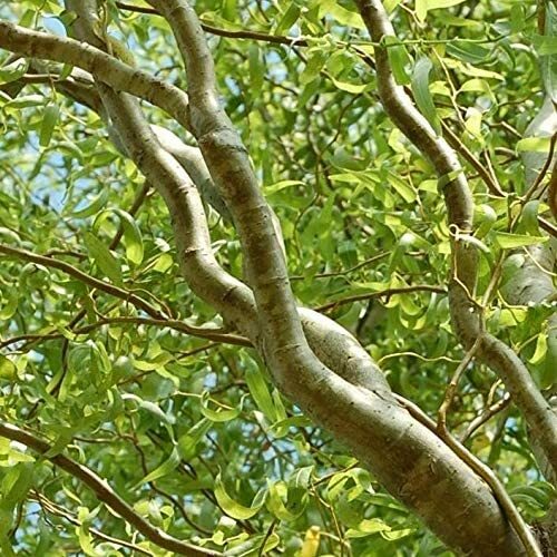 Corkscrew willow tree - corkscrew,