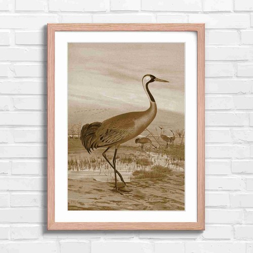 Elegant red crowned crane - elegant,