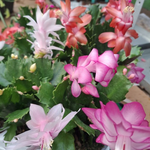 Christmas cactus rooted - christmas,