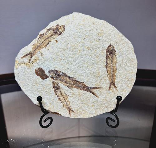 Multiple fossil fish - fossil,