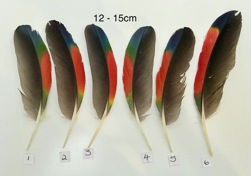Parrot macaw feather crafts - parrot,