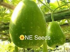 🌼 Bangladeshi Vegetable F1