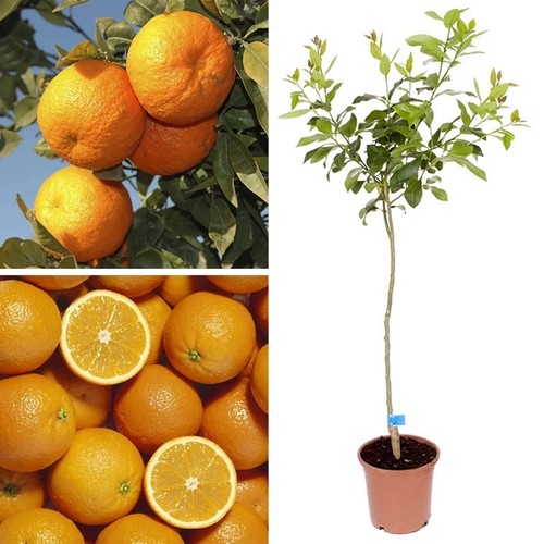 Citrus orange sinensis sweet - sinensis,