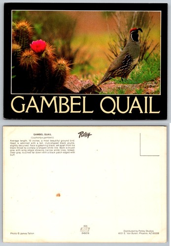 Gambel quail bird wildlife - gambel,