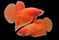 Betta Fish Super Orange Breeding Pair male and female for Breeding from Thailand