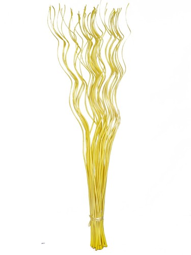 Spiral corkscrew curly willow - spiral,