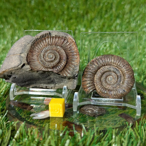 Dactylioceras ammonite split