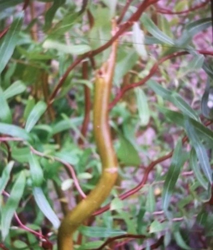 Twisted corkscrew willow fresh - corkscrew,