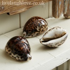 Set Of 3 Tiger Cowrie Shells