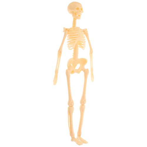 Human skeleton model - model,