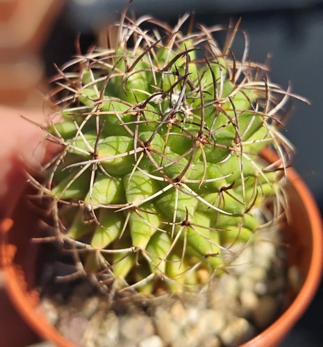 Mammillaria polythele - mammillaria,