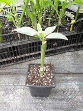 Brugmansia Katrin Bonte