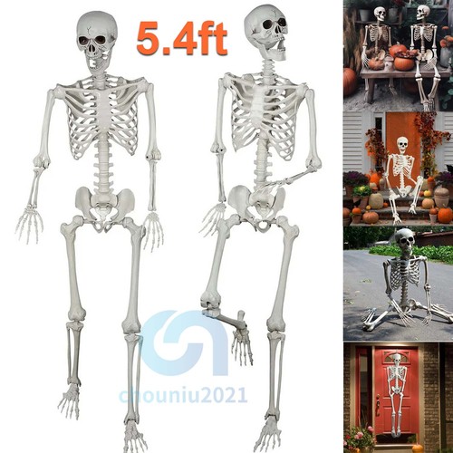 2pack 4ft halloween - 2pack, skeleton