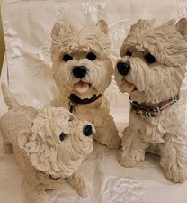 3 West Highland Terrier