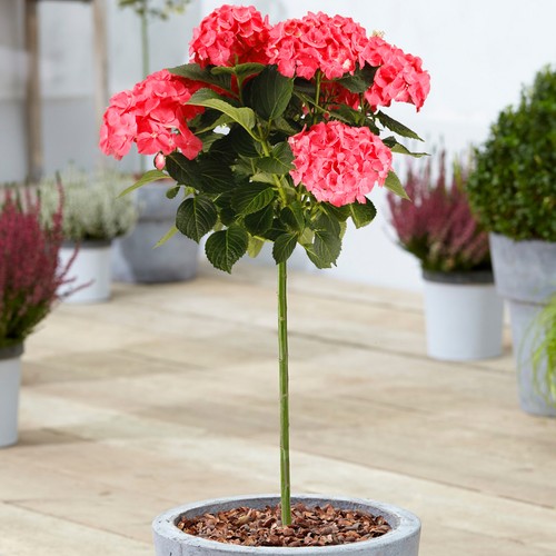 Hydrangea macrophylla tree - hydrangea,