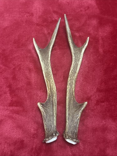 Pair sika deer - sika, antlers