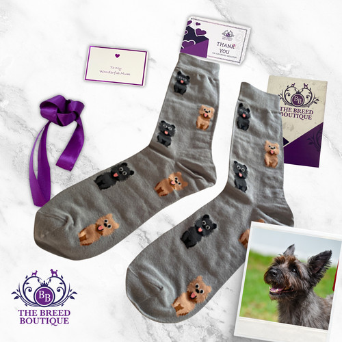 Cairn terrier socks - cairn,