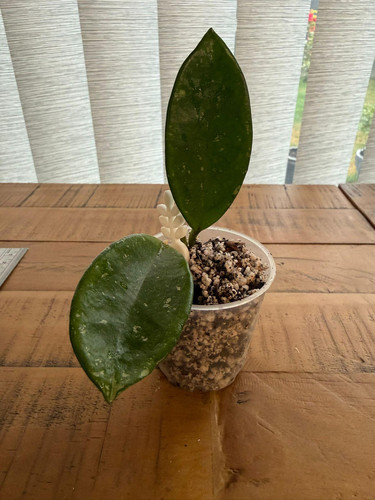 Hoya carnosa splash rooted - hoya,