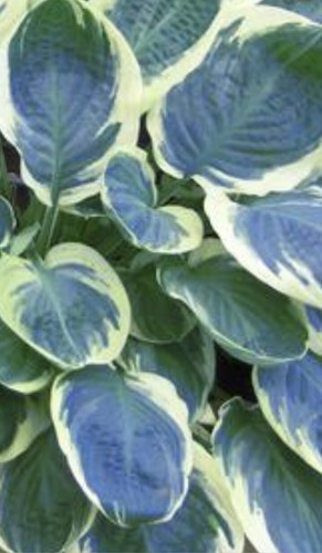 Hosta orions belt medium - belt,
