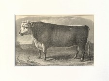 Hereford Bull, Cow - Antique