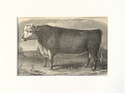 Hereford bull cow antique - bull,,