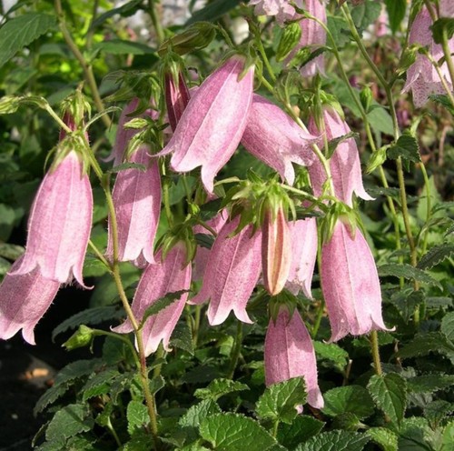 Campanula pink chimes plant - campanula,
