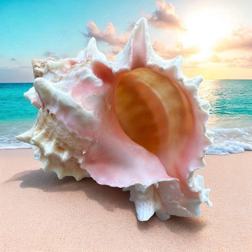 Large murex conch seashell - large,
