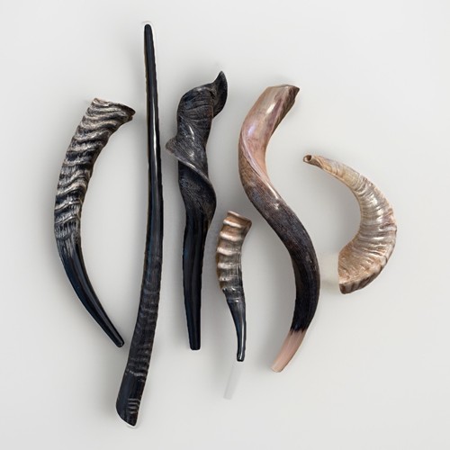 Shofar set kudu - kudu, ram