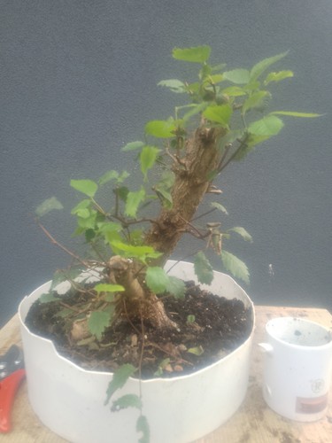 Elm bonsai tree twin trunk - tree,