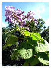 7litre size Paulownia tomentosa Fast Blue - hardy foxglove tree - 3ft inc. pot