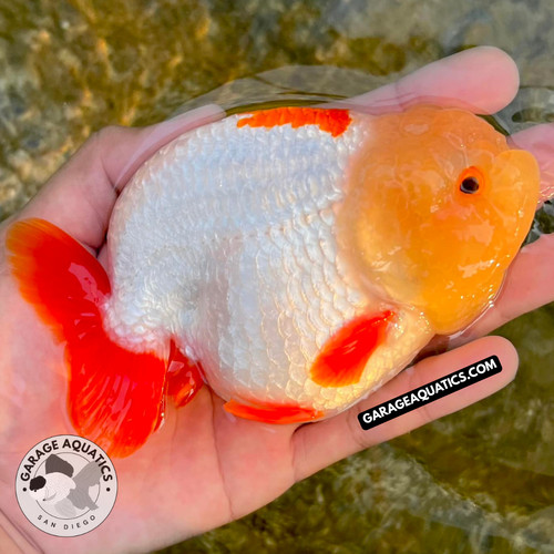 Live premium fancy goldfish - live,